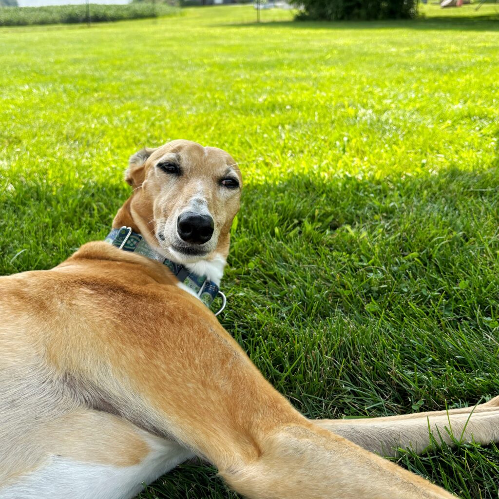 moderately annoyed dog looking moderately annoyed being woke from a nap